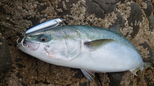 イナダの釣果