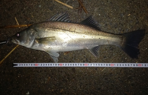 フッコ（マルスズキ）の釣果