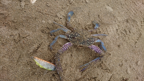 ガザミの釣果