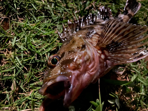 カサゴの釣果