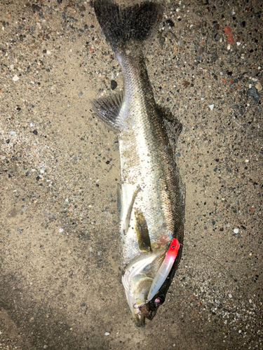 シーバスの釣果