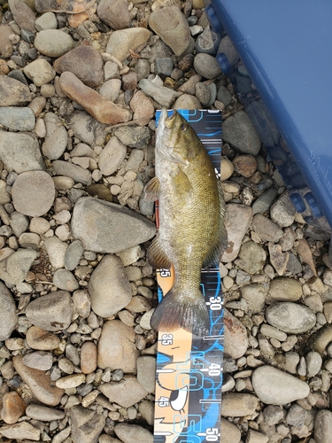 スモールマウスバスの釣果