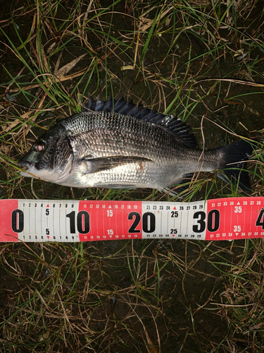 チヌの釣果