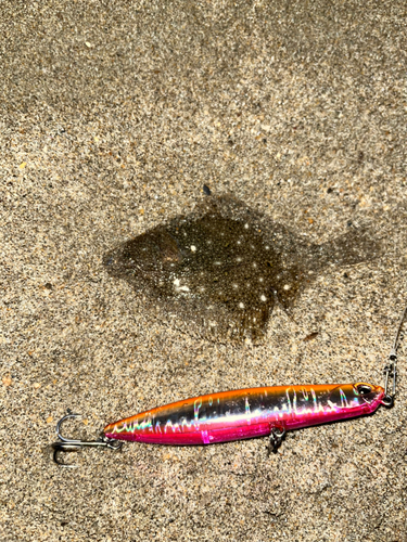 カレイの釣果