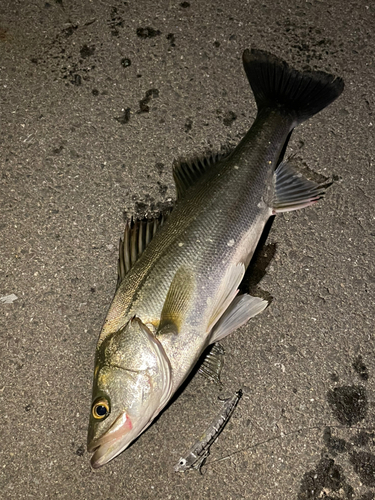 シーバスの釣果