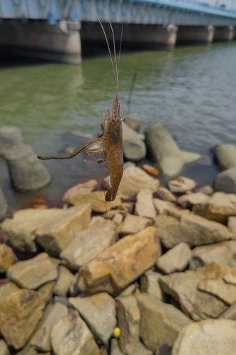 テナガエビの釣果