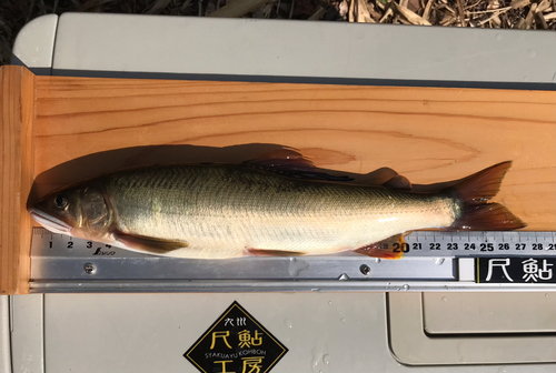 アユの釣果