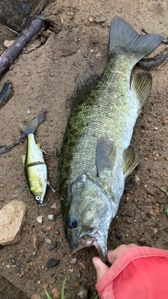 スモールマウスバスの釣果