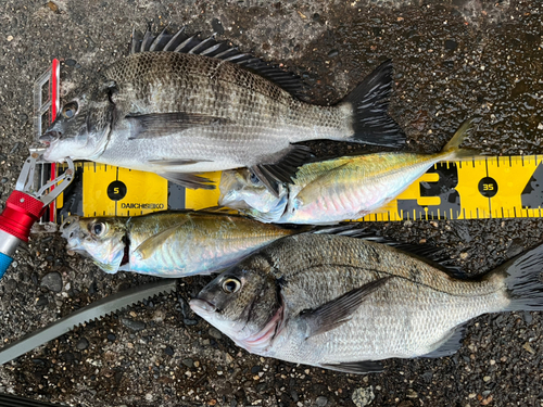 クロダイの釣果