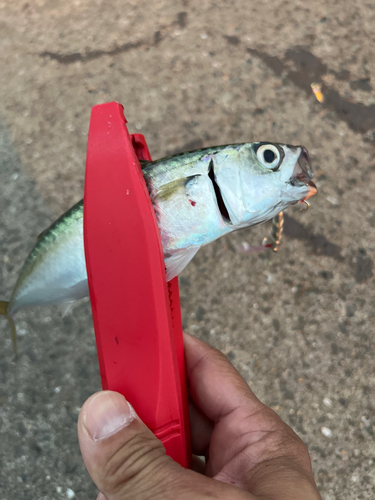 サバの釣果