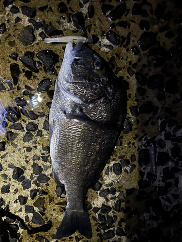 チヌの釣果