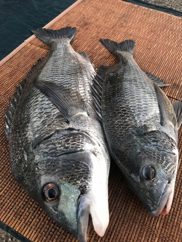 クロダイの釣果