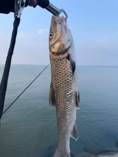 ニゴイの釣果