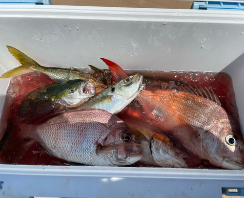 マダイの釣果