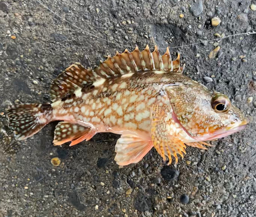 カサゴの釣果