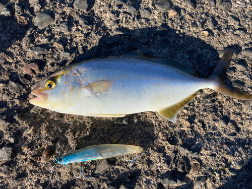 ショゴの釣果