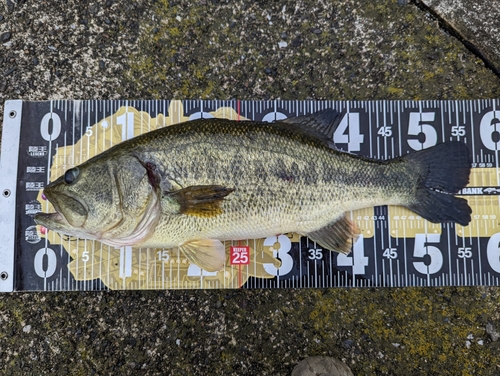 ブラックバスの釣果