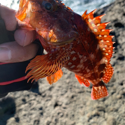 ゴリマキストの釣果