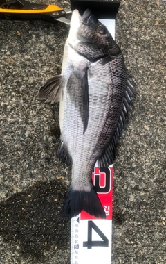 クロダイの釣果