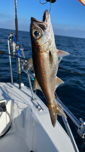 ムツの釣果