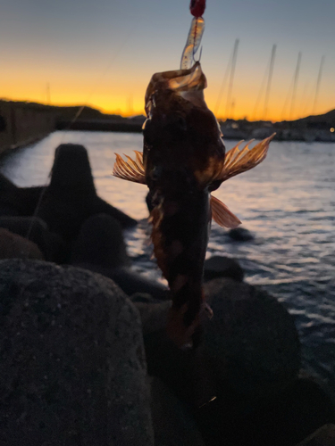 カサゴの釣果