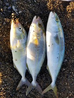 ツバスの釣果