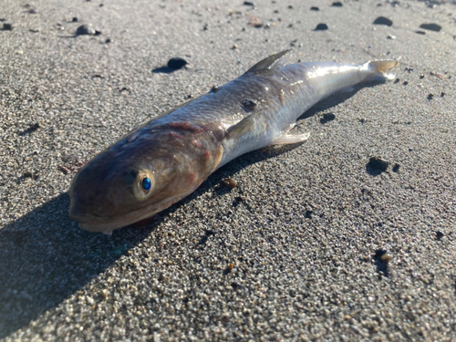 エソの釣果