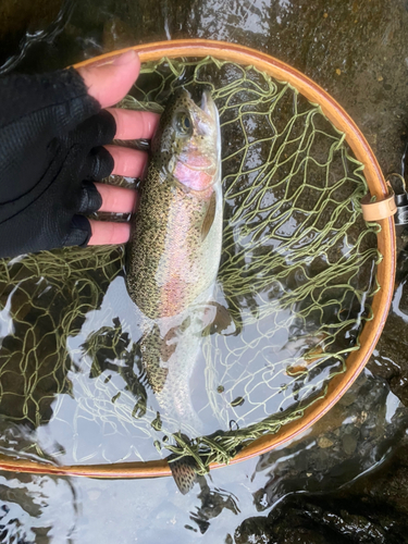 ニジマスの釣果