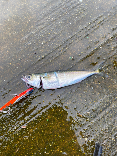 サバの釣果