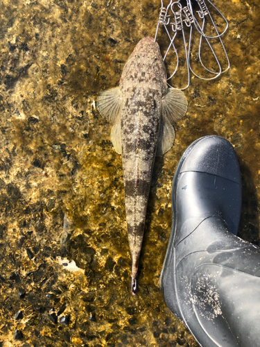 マゴチの釣果