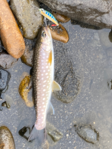 アメマスの釣果