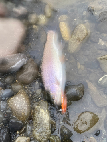 ニジマスの釣果