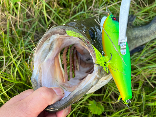 ブラックバスの釣果