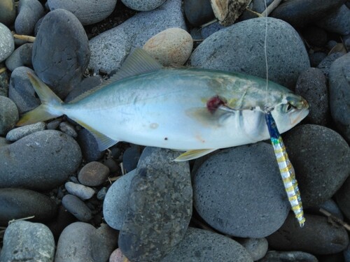 ワカシの釣果