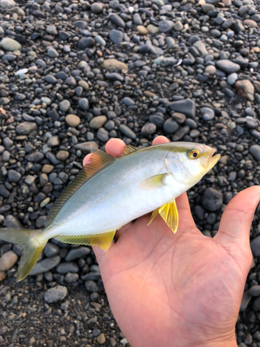 ショゴの釣果