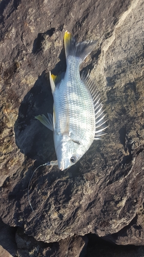 キビレの釣果