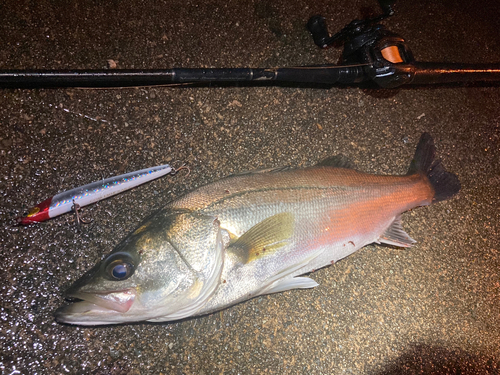 シーバスの釣果