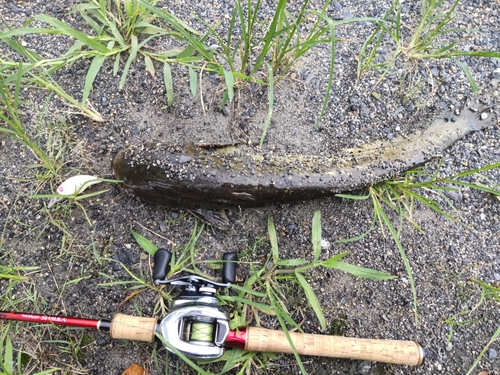 ナマズの釣果