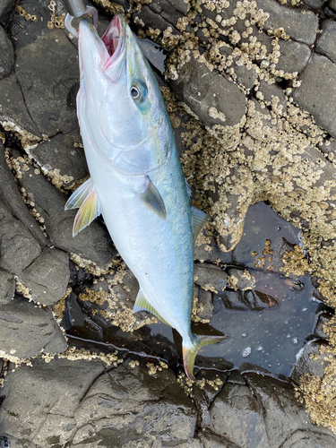 イナダの釣果