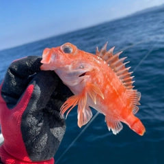 ユメカサゴの釣果