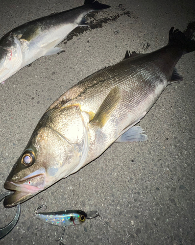 シーバスの釣果