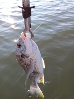 キビレの釣果