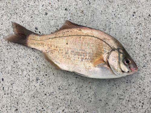 ウミタナゴの釣果