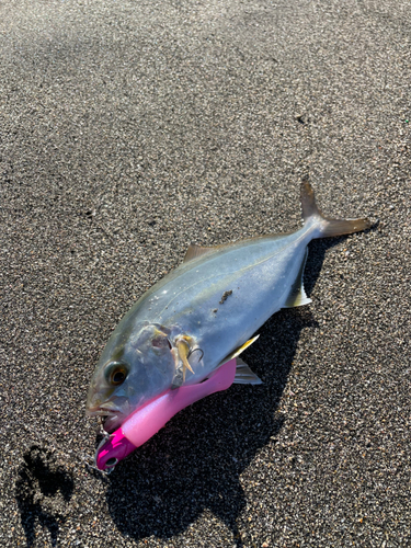 ショゴの釣果