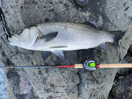 ヒラスズキの釣果