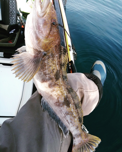 アイナメの釣果