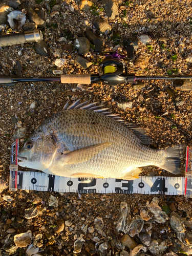 キビレの釣果