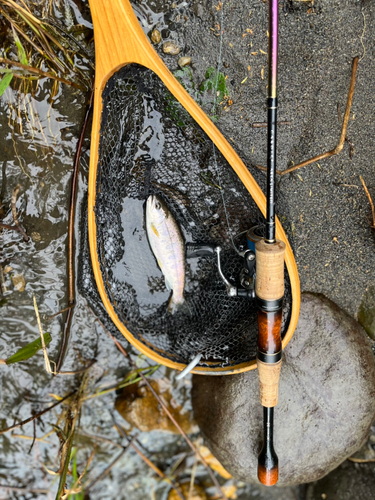 ヤマメの釣果