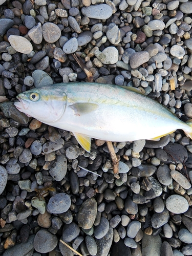 ワカシの釣果