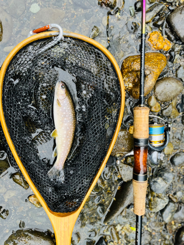 エゾイワナの釣果